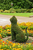 A Shrub Trimmed Into The Shape Of A Cat At Belfast Castle; Belfast, Ireland