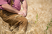 Ein Bauer steht in einem Weizenfeld; Locarno, Tessin, Schweiz