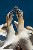 A Pair Of Northern Gannets (Morrus Bassanus) Engages In A Mating Ritual On Bonaventure Island, Near The Town Of Perce On The Gaspe Peninsula; Quebec, Canada