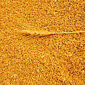 Weizenstängel auf Weizenkörnern liegend