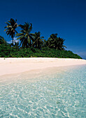 Tropical Seascape, Coconut Palm Trees on Beach