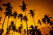 Coconut Palm Trees, Sunset Silhouette