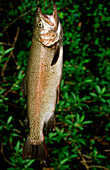 Trout