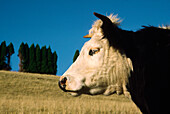 Beef Cattle, Cow, Profile Portrait