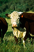 Beef Cattle, Hereford Cow