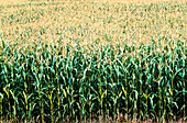 Corn Field