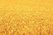 Wheat Crop, Close-up