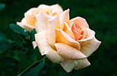 Apricot Nectar Rose, Close-up