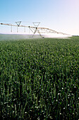 Spray Irrigation, Wheat Crop