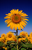 Sunflower Crop