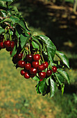 Cherry Orchard, Cherries Growing on Tree