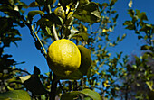 Zitrone am Baum wachsend