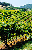 Vineyard, Grape Vines, Yarra Valley, Australia