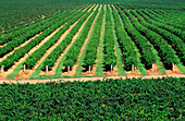 Vineyard, Grape Vines, Hunter Valley, Australia