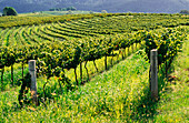 Weinberg, Weinreben, Hunter Valley, Australien