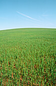 Green Oats Crop, Australia