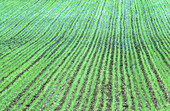 Wheat Crop Sprouting, Australia