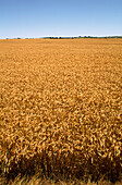 Erntefertige Weizenernte, Australien