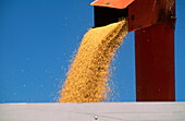 Wheat Harvesting, Filling Field Bin, Australia