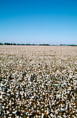 Cotton Crop, Australia