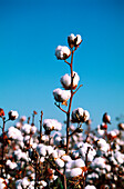Close-up of Cotton Plant, Australia