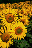 Sunflower Crop, Close-up of Sunflower Plant, Australia