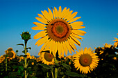 Nahaufnahme einer Sonnenblume, Australien