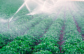 Spray Irrigation of Potato Crop