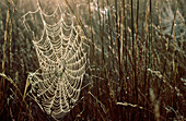 Spinnennetz im frühen Morgentau