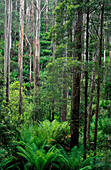 Gemäßigter Regenwald, Australien