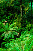 Gemäßigter Regenwald, Otway National Park, Australien
