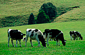 Dairy Cattle Grazing in Green Field