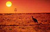 Kangaroo Standing on Treeless Plain at Sunset, Australia