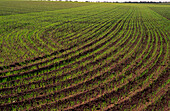 Wheat Crop Sprouting