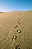 Footsteps on Sand Dune, Desert