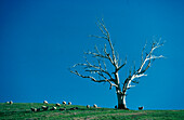 Lone Dead Tree on Green Hill with Blue Sky behind