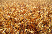 Wheat, Australia