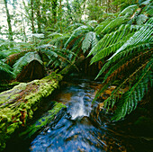 Regenwaldbach und Baumfarne, Tarra-Bulga-Nationalpark, Victoria, Australien