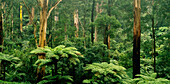 Tree Ferns and Gum Trees, Sherbrook Forest, Australia