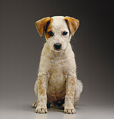 Portrait of Puppy