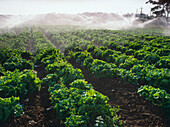 Field of Lettuce