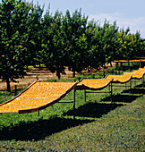 Apricots on Drying Racks