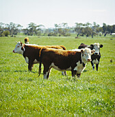 Hereford Färsen auf der Weide