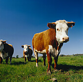 Rindvieh auf der Weide, Australien