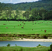 Beef Cattle Grazing beside River, Australia