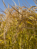 Rice Crop Ready for Harvest, Australia