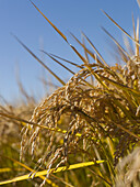 Rice Crop Ready for Harvest, Australia