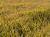 Rice Crop Ready for Harvest, Australia