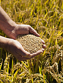 Hände halten Reis, erntereife Ernte, Australien