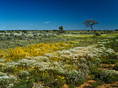 Desert in Bloom, Australia